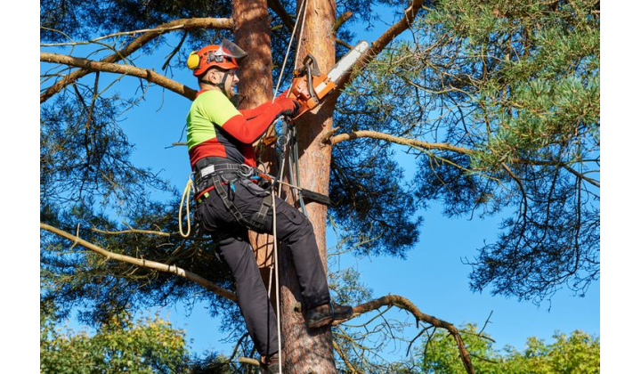 Fotka pre článok Felhívás a fák ágainak eltávolítására és metszésére