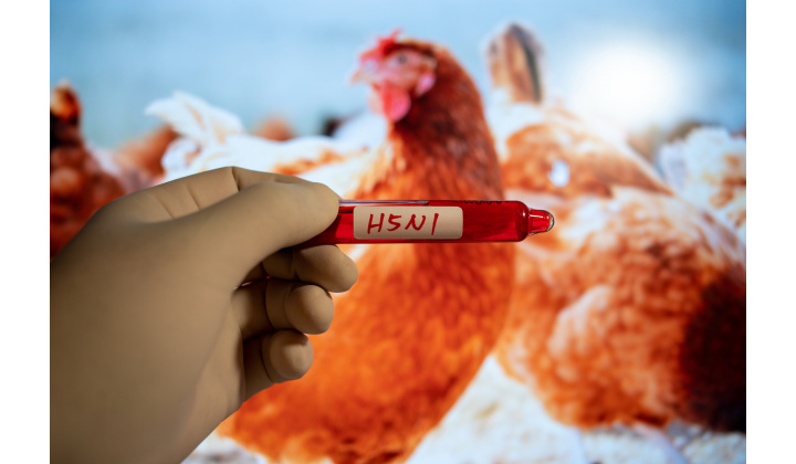 Fotka pre článok Madárinfluenza