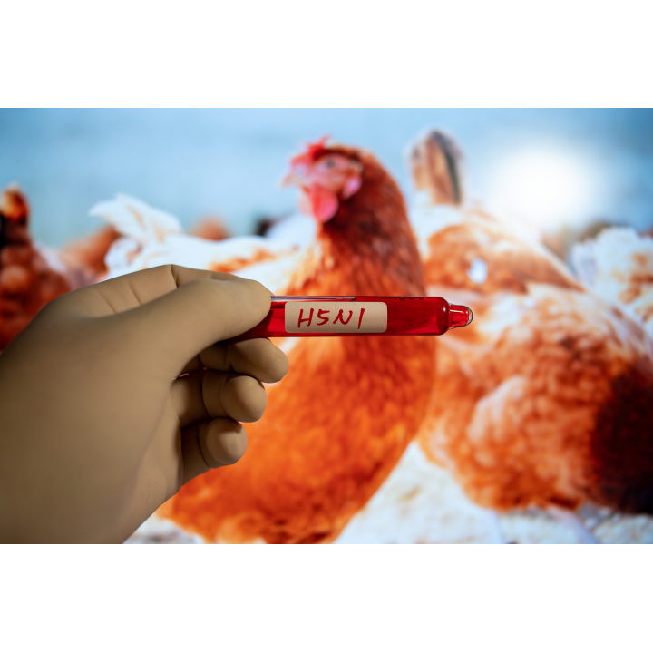 Menšia fotka pre článok Madárinfluenza