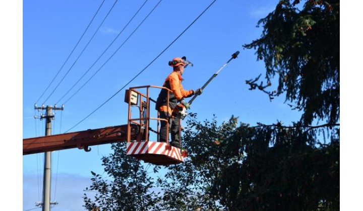 Fotka pre článok Odstraňovanie konárov a kríkov