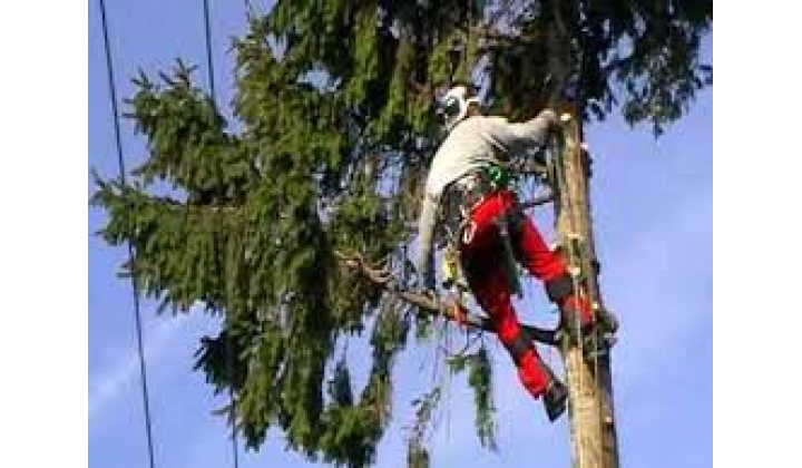 Fotka pre článok Výzva na odstránenie a okliesnenie stromov - Felhívás a fák ágainak eltávolítására és metszésére