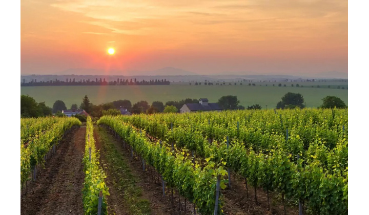 Fotka pre článok Zlaté žltnutie viniča - upozornenie