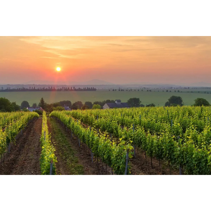 Menšia fotka pre článok Zlaté žltnutie viniča - upozornenie